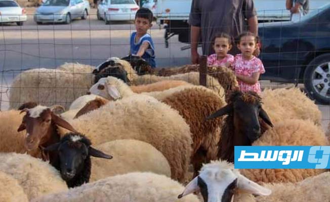 7 أسباب وراء قفزة أسعار أضاحي العيد في ليبيا (أرقام رسمية)