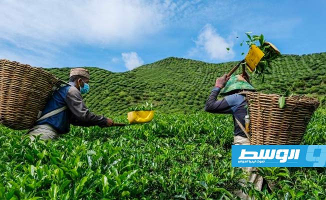 المزارعون في ماليزيا يدفعون فاتورة تداعيات «كورونا»