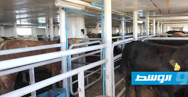 ميناء بنغازي يستقبل 8650 رأس ماشية و141 حاوية بضائع