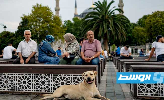 عودة الجدل القائم بشأن الكلاب المشردة في تركيا