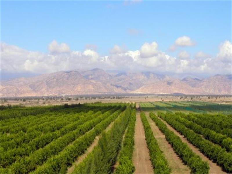 المغرب: توقعات بموسم زراعي جيد هذا العام