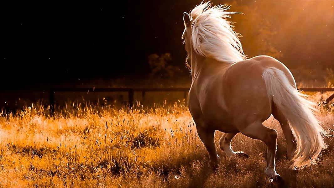 علم الجينوم يكشف سر استئناس الإنسان للخيول