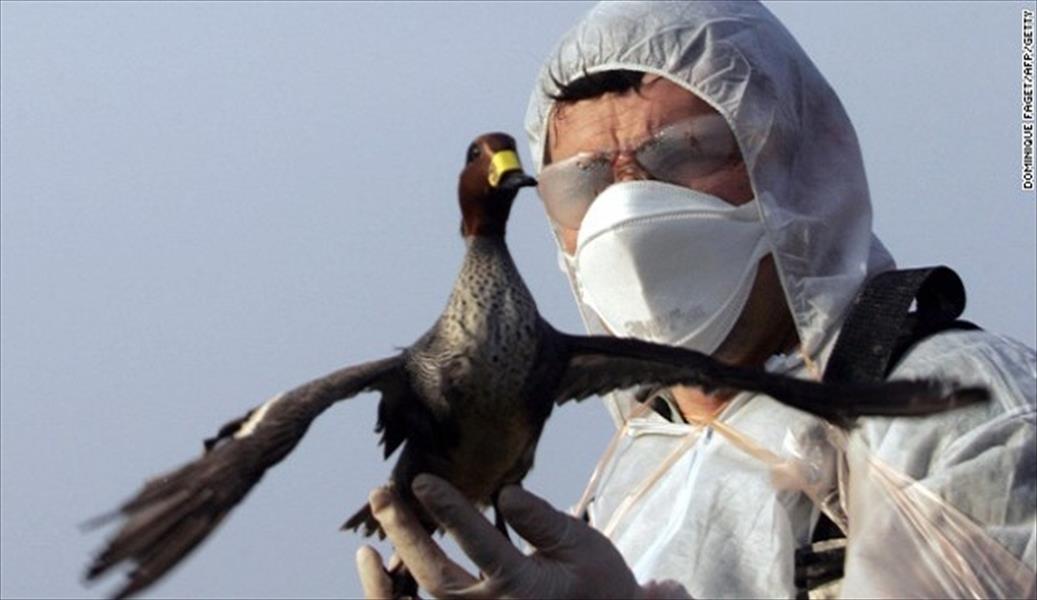 تكثيف فحوص أنفلونزا الطيور بألمانيا بعد ظهور إصابتين