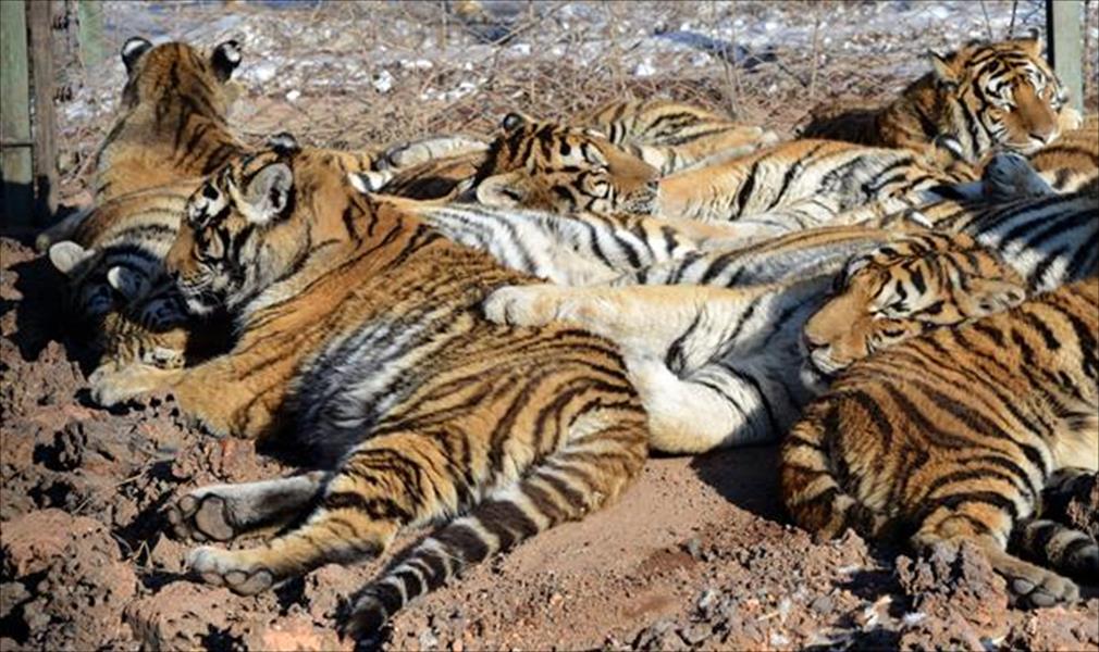 105 أشبال تنضم لحديقة النمور السيبيرية في 2014