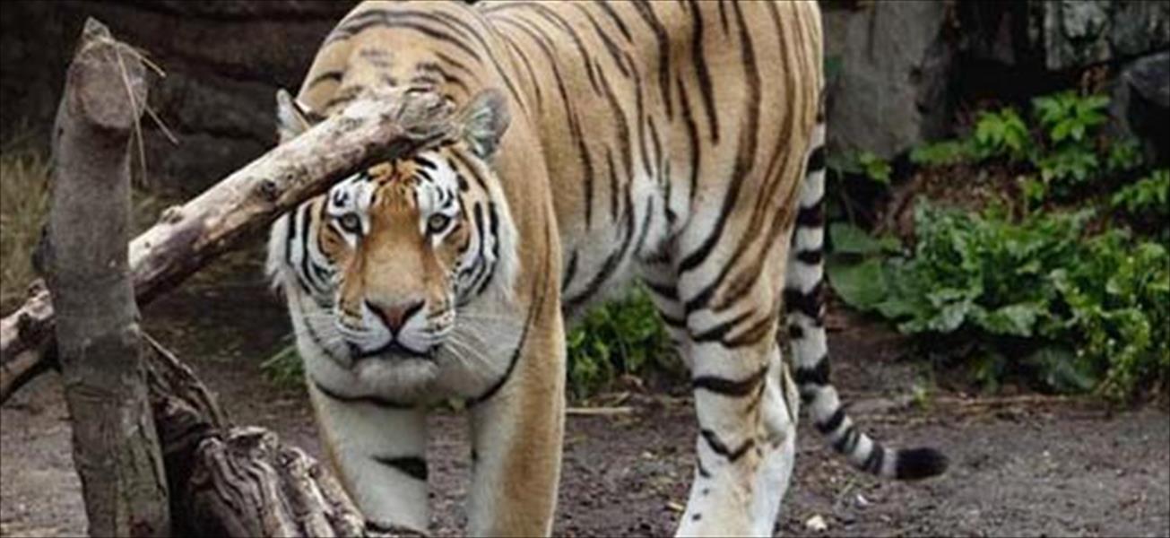 ثري صيني يُسجن 13عامًا لأكله النمور