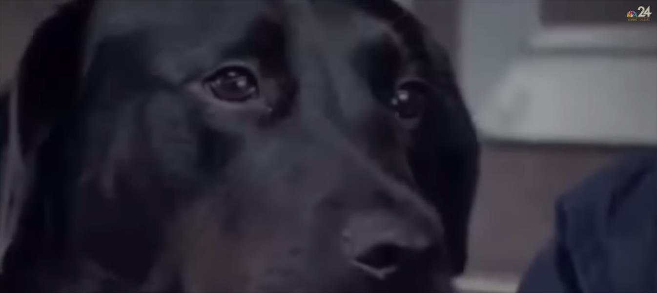 فيديو: الكلبة «إكليبس» تركب الحافلة وتتنزه بمفردها