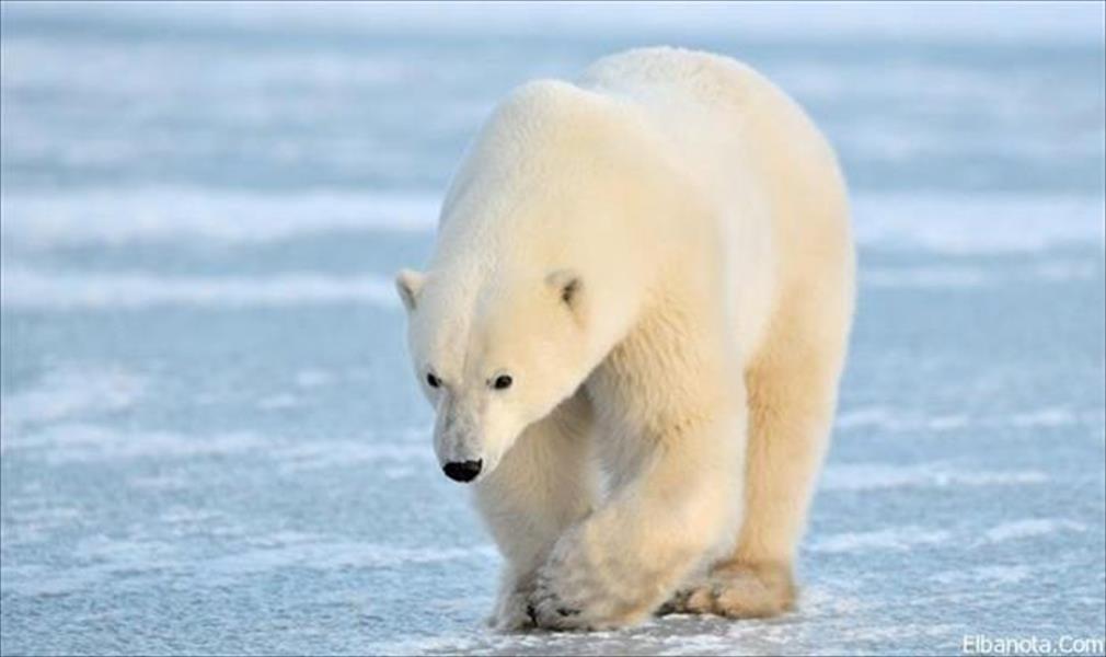 الدب القطبي يهاجر بحثًا عن الجليد