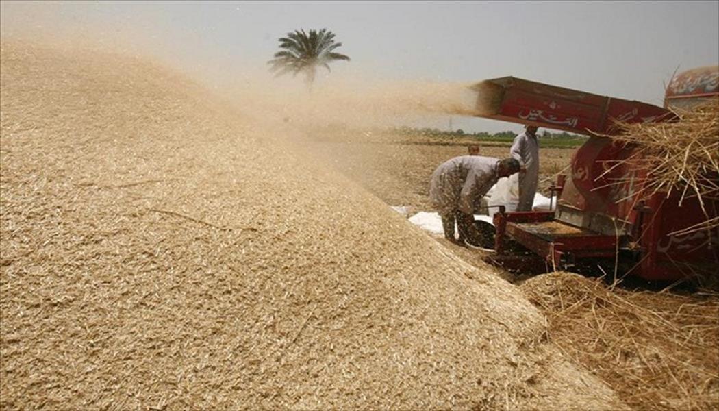 مصر: مخزون القمح يكفي حتى منتصف مايو