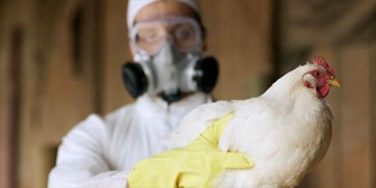 مصر: 17 مصابًا بـ«أنفلونزا الطيور» خلال يناير