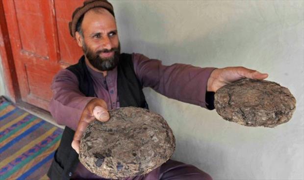 مزارع الخشخاش تجتذب أفغانا فقدوا وظائفهم بسبب فيروس «كورونا»