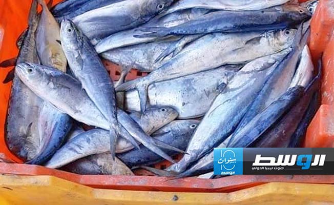 «حكومة الوحدة» تمنع صيد سمكة «اللمبوكة» من يناير حتى 15 أغسطس