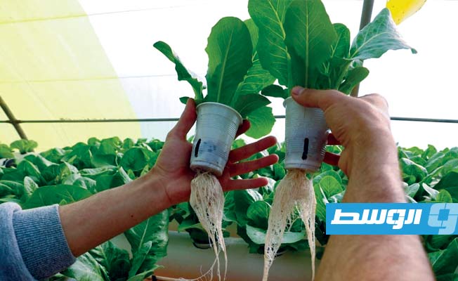 «الجنة الخضراء» مشروع ناشئ يفتح صفحة الزراعة المائية في ليبيا
