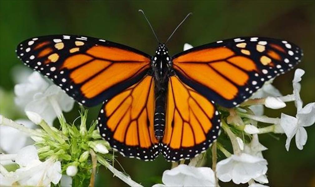 الفراشات الملكية تواجه خطر الانقراض