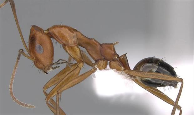 أحد أنواع النمل المكتشف (فيسبوك)