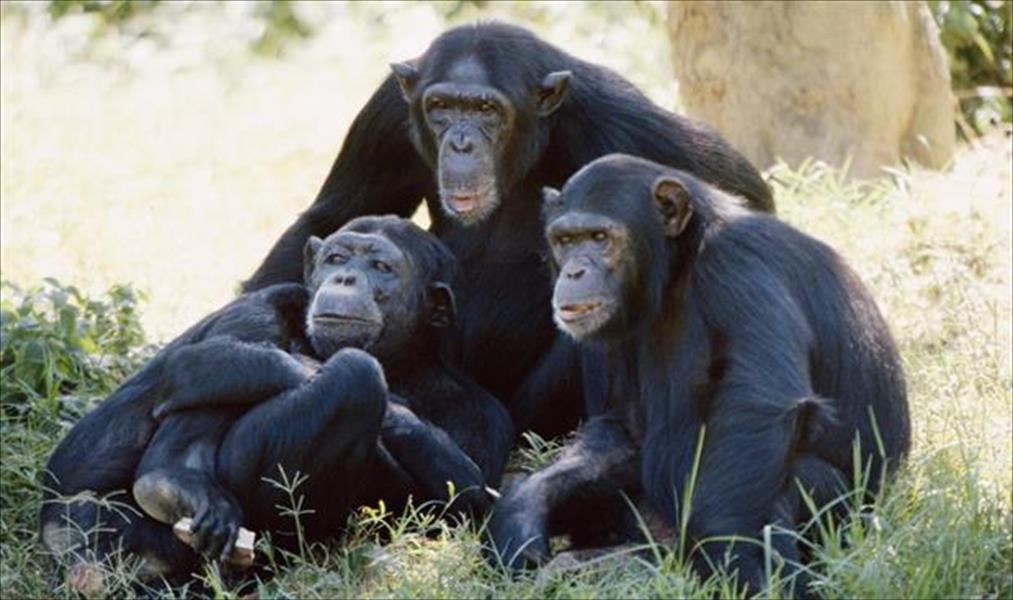 علماء: بإمكان الشمبانزي تعلم أصوات النداء إذا انضم إلى قطيع جديد