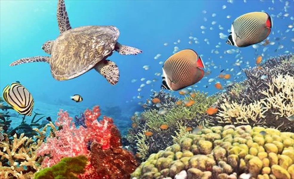 الشعاب المرجانية تهدد مستقبل أستراليا