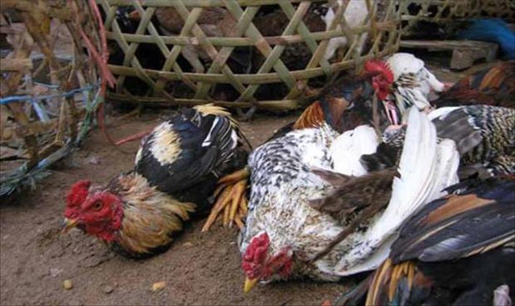 نفوق 100 دجاجة بسبب أنفلونزا الطيور في طبرق