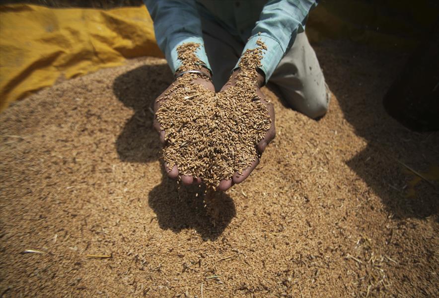توقعات «قاتمة» لصادرات القمح الأميركي