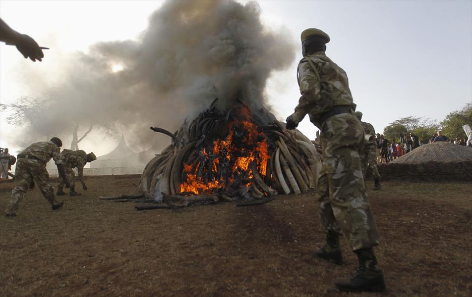 بالصور: الرئيس الكيني يحرق 15 طنًا من العاج
