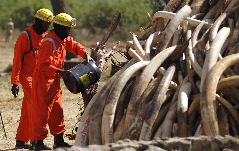 بالصور: الرئيس الكيني يحرق 15 طنًا من العاج