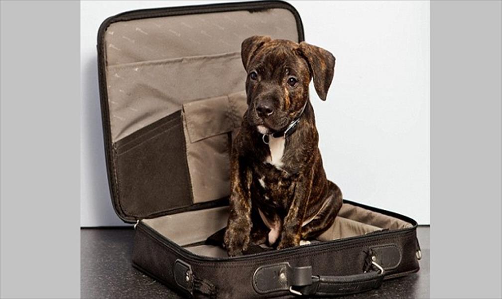 كلب يغافل مسافرة ويختبئ في حقيبتها