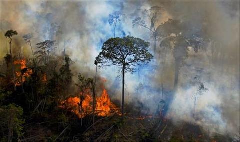 شركات أوروبية تهدد بمقاطعة البرازيل بسبب إزالة الغابات