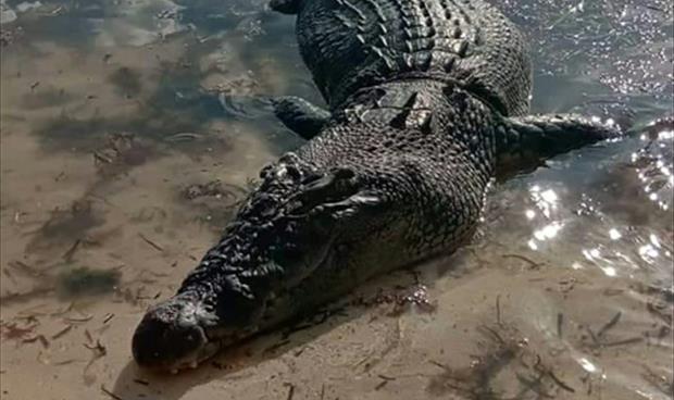 تمساح ضخم يقتل صيادًا في جزيرة فلبينية