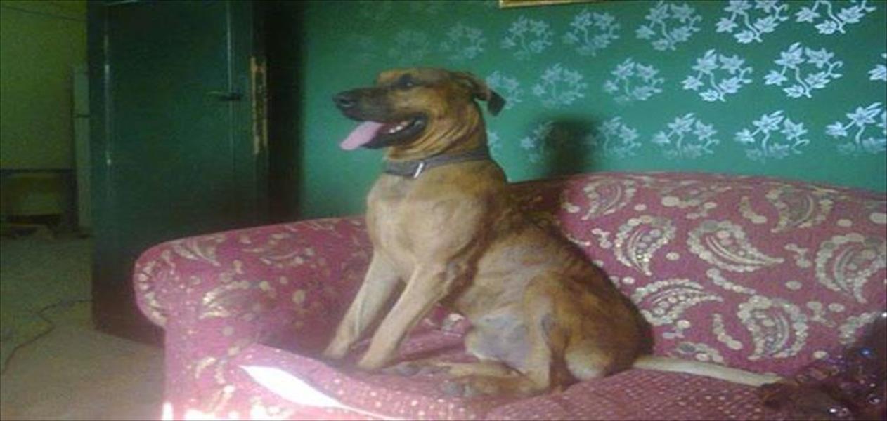 ثلاث سنوات للمتهمين بتعذيب وذبح كلب في مصر