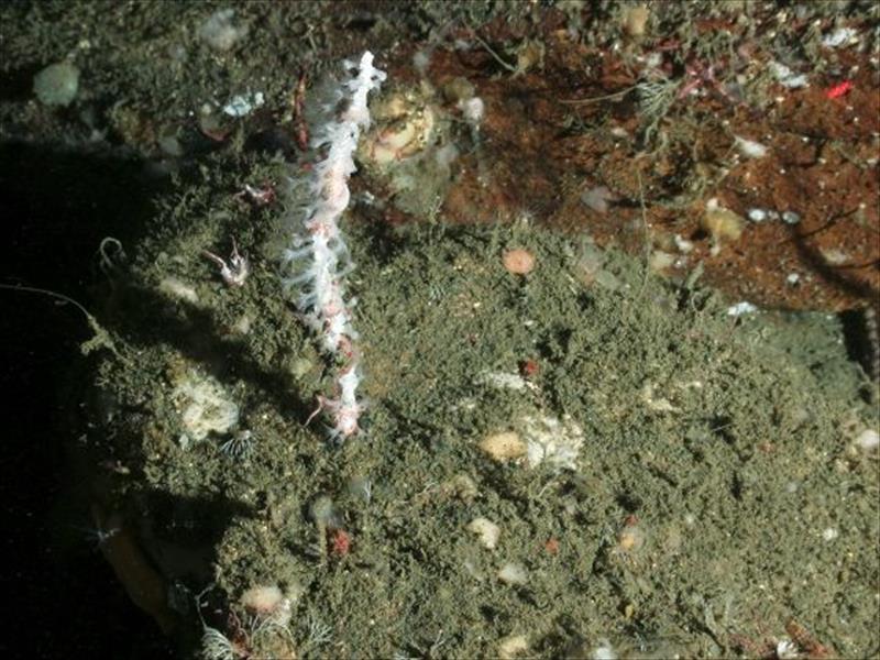 اكتشاف 1500 كائن بحري جديد