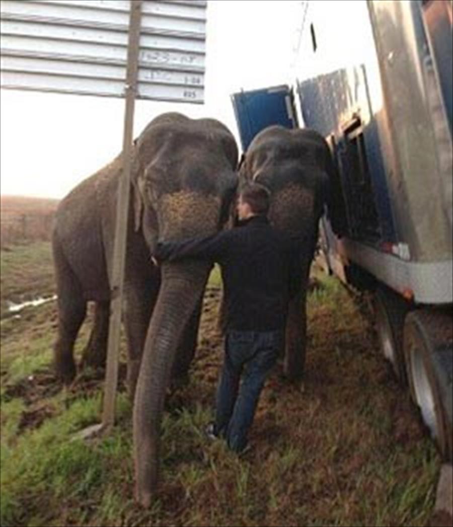 بالفيديو والصور: فيلان ينقذان شاحنة من التحطم