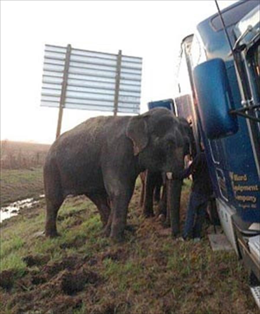 بالفيديو والصور: فيلان ينقذان شاحنة من التحطم