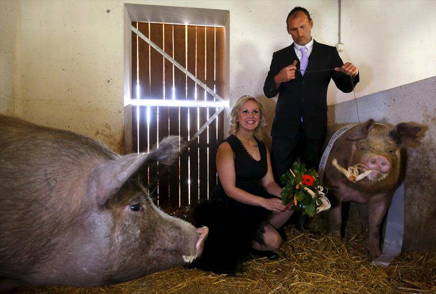 بالصور: مسابقة لاختيار ملكة جمال الخنازير