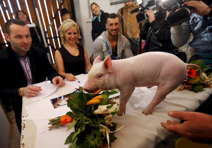بالصور: مسابقة لاختيار ملكة جمال الخنازير