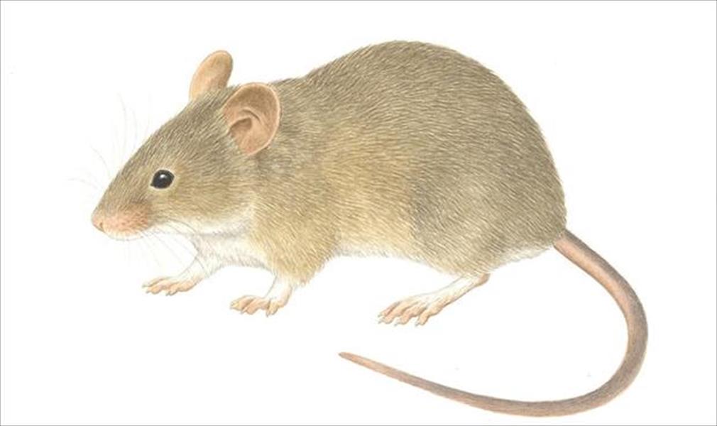 ذكور الفئران تجذب الإناث بـ «أغاني العشق»