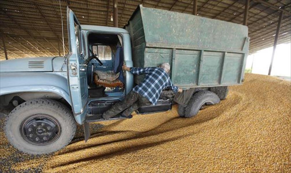 السعودية تشتري 780 ألف طن من القمح الصلد