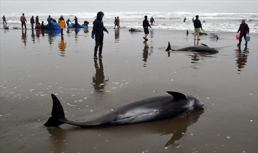 السلطات اليابانية تدفن مجموعة من الدلافين