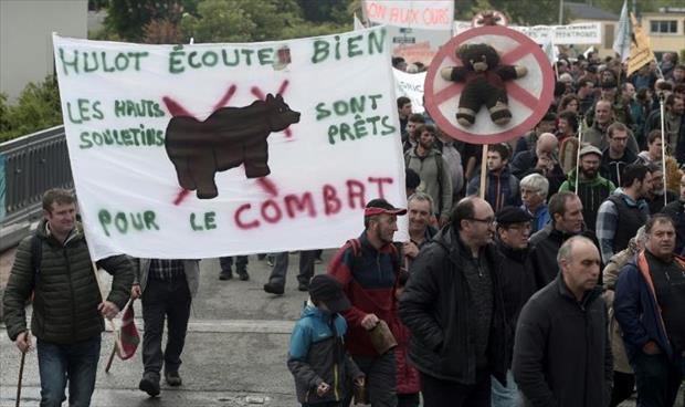 دعوات لزيادة أعداد الدببة في جبال البيرينيه الفرنسية