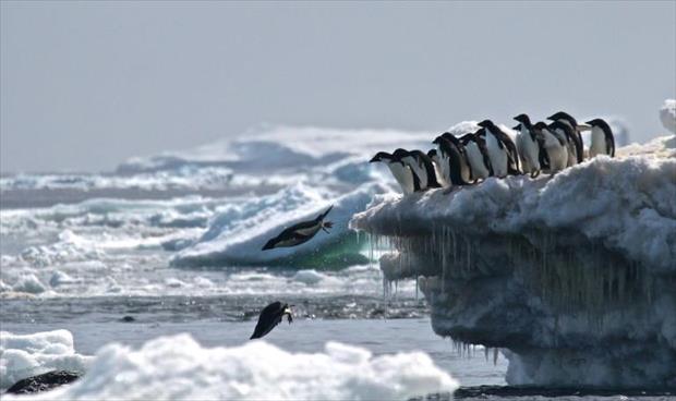 اكتشاف «شعب» من البطريق معزول عن الجليد
