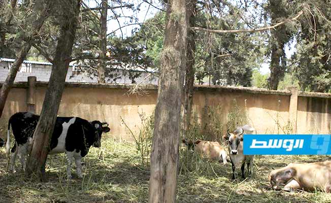 مصادرة أبقار في شحات لصالح الجيش وصندوق الزكاة‎