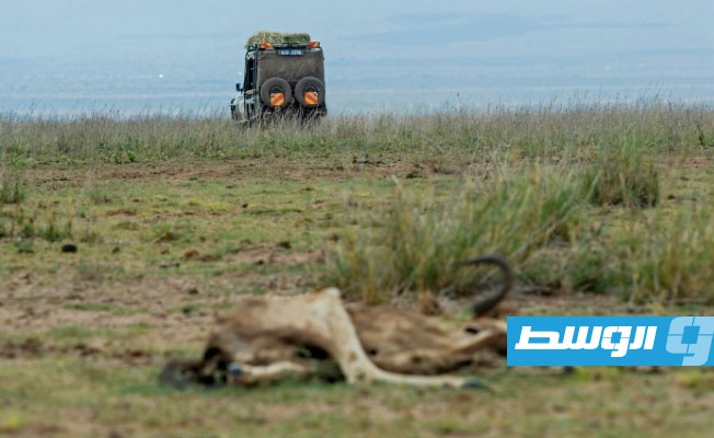 الجفاف يقضي على الحيوانات في متنزهات كينيا الوطنية