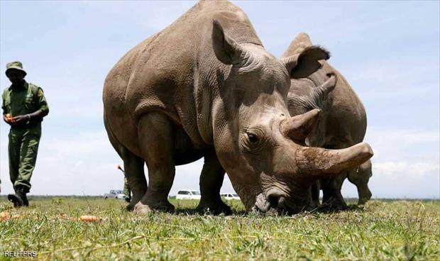 تخليق أجنة هجينة لإنقاذ وحيد القرن الأبيض