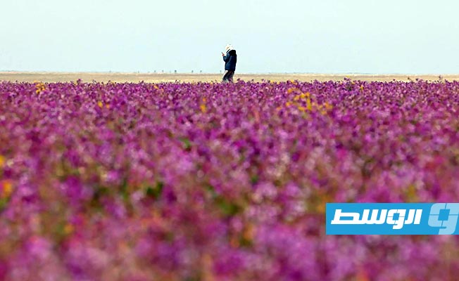 صحراء السعودية تكتسي باللون الأرجواني (صور)