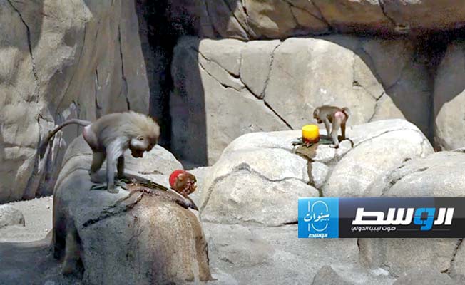 حديقة حيوانات بمكسيكو سيتي تقدم أطعمة مثلجة للأسود والقردة (فيديو)