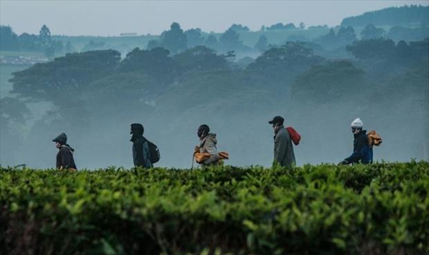 تغير المناخ ظاهرة ستدمر إنتاج الشاي في كينيا