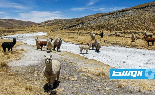 الجفاف يقضي على حيوانات الألبكة والمحاصيل في البيرو