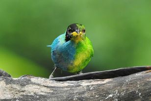 طائر نادر في كولومبيا لديه خصائص الذكور والإناث