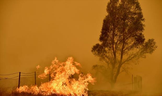نفوق فئران في أستراليا بسبب دخان الحرائق السام