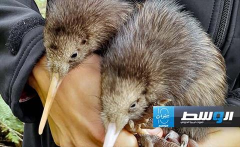نيوزيلندا تفتتح أول مستشفى لطيور الكيوي