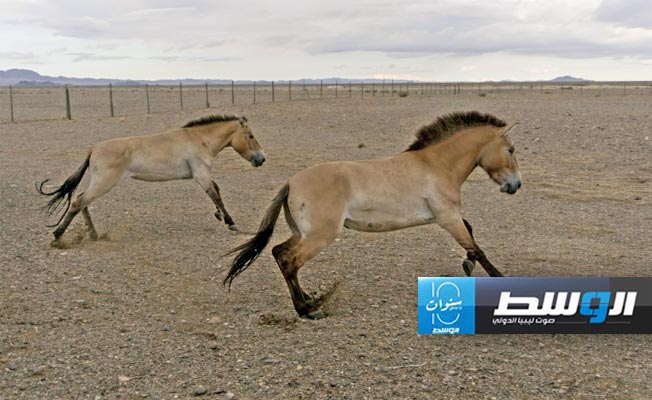 حديقتا براغ وبرلين تتعاونان مع كازاخستان لحماية خيول برية من الانقراض