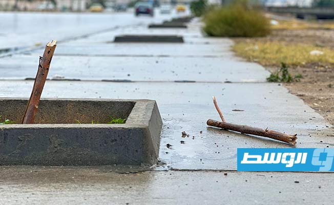 Public Services Company: Vandals destroyed newly planted trees in Tripoli